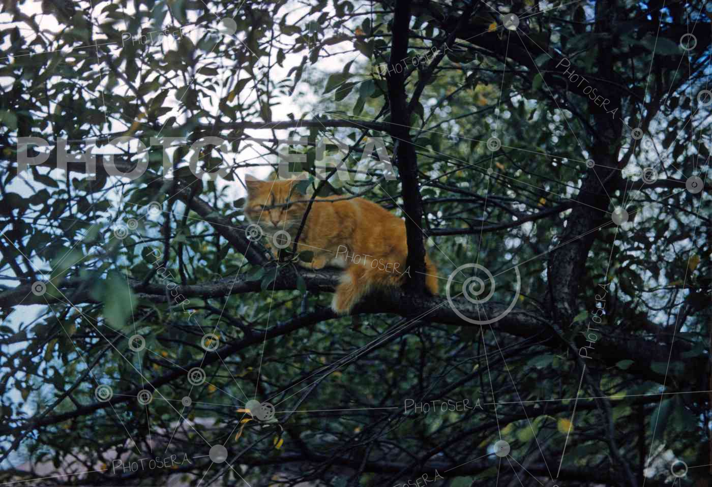 Orange Tabby Cat Up in a Tree 1950’s - Photosera